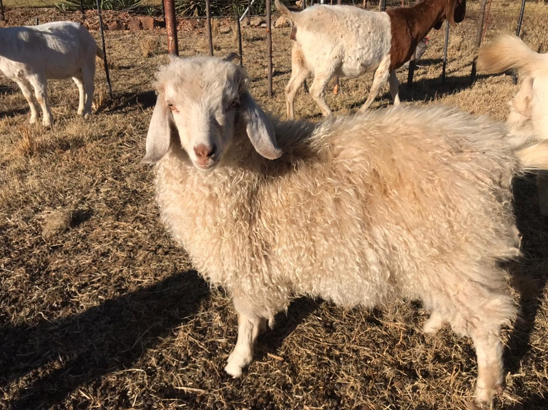 Angora Goat X Boergoat