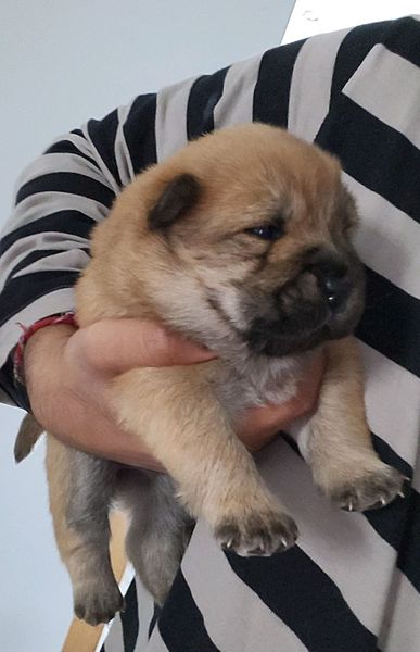 Chow Chow Puppy For Sale Durbanville Gumtree South Africa