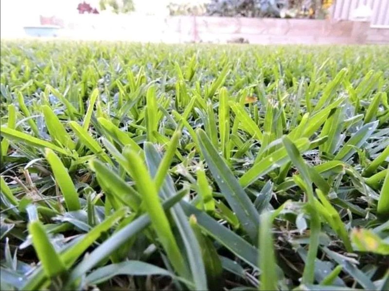 Instant grass