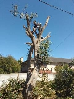 Tree Removal and Triming Around Capetown