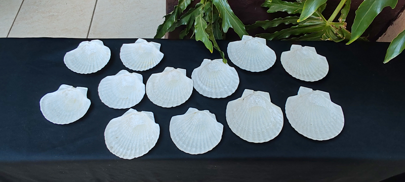 12 cute shell dishes