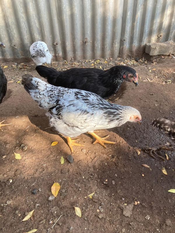 Hens for sale