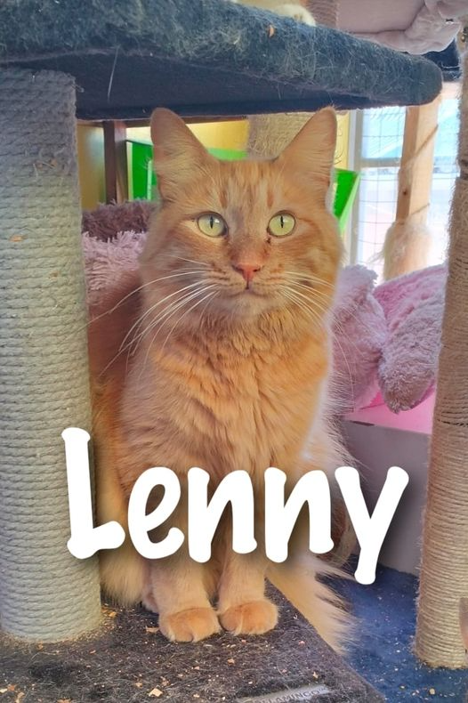 Lenny: ginger male up for adoption