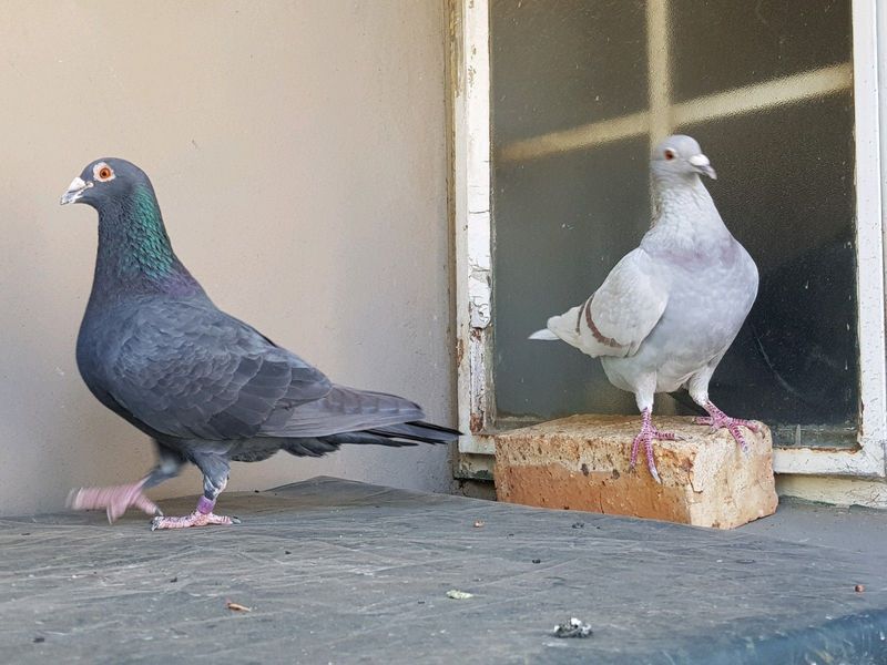 Racing homer pigeons