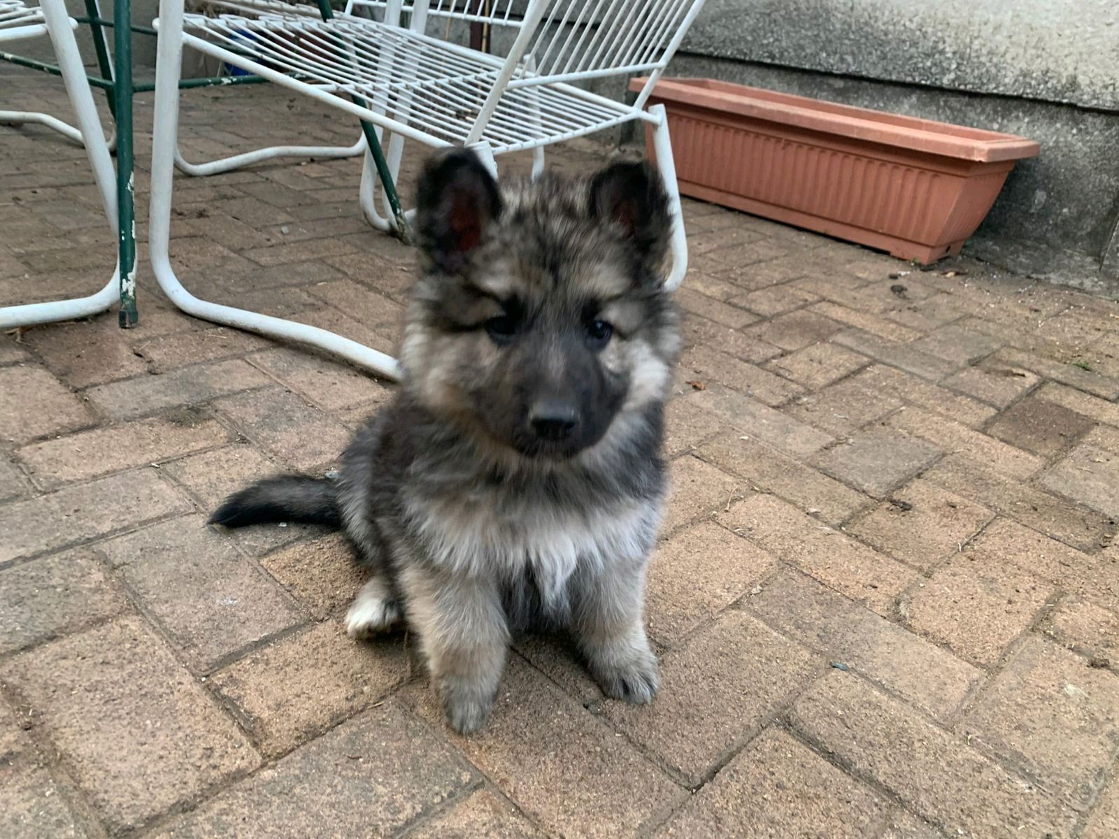 German shepherd puppies for sale Kempton Park Gumtree South Africa