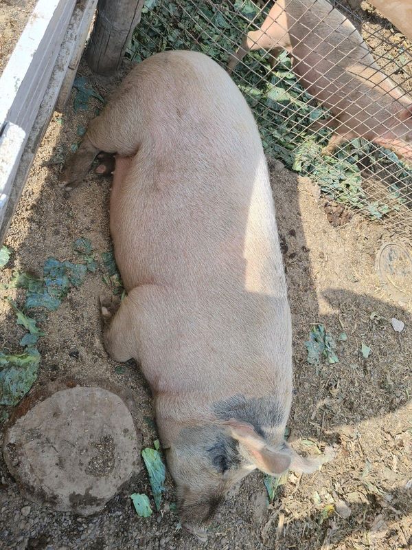 Pig Sow Large White