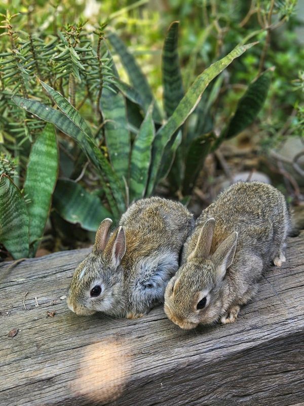 Purebred netherland dwarf bunnies