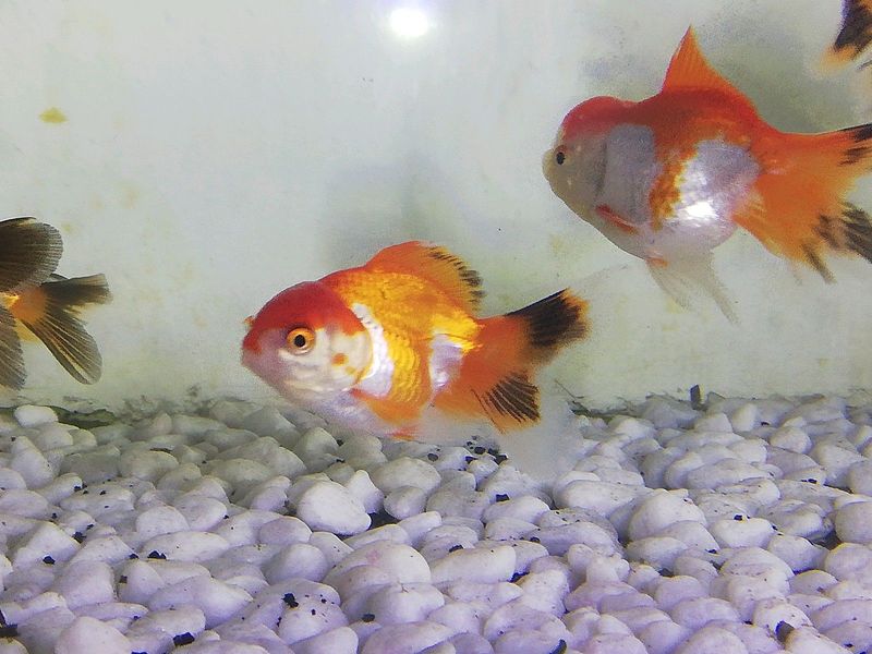Tri color oranda goldfish