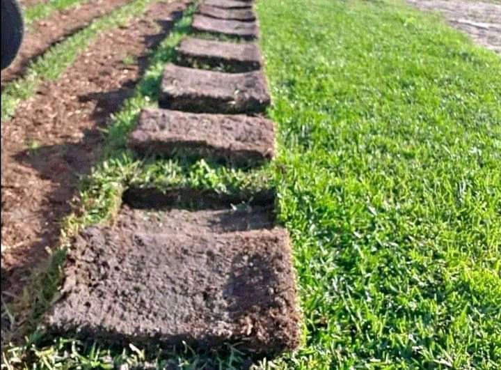 We supply and install all types of grass Lm Berea grass //Kikuyu grass //Buffalo grass
