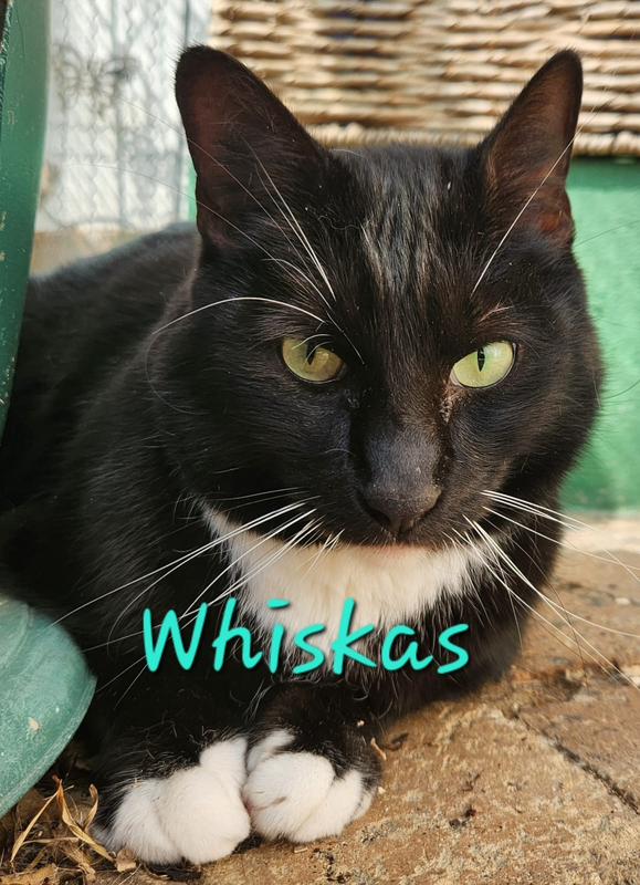 Whiskas: must be an only pet and he is patiently waiting to be adopted.