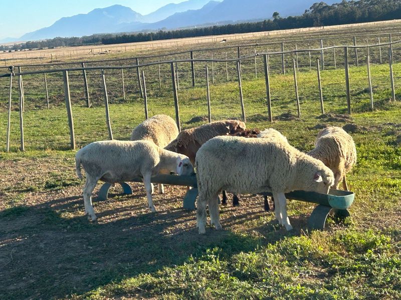 Sheep lambs for Sale &#43;- 38 kg