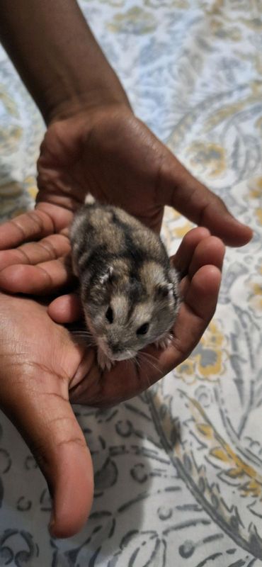 Russian Dwarf Hamsters