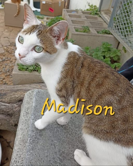 Madison: beautiful kitten up for adoption