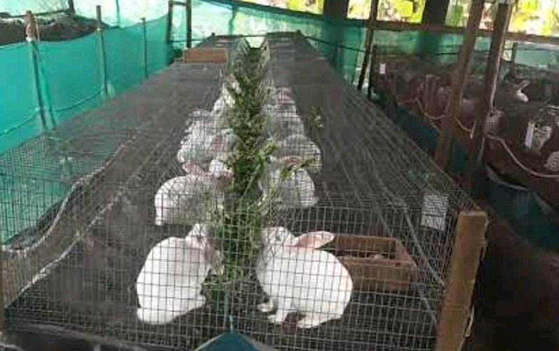Pure rabbit breeds for sale