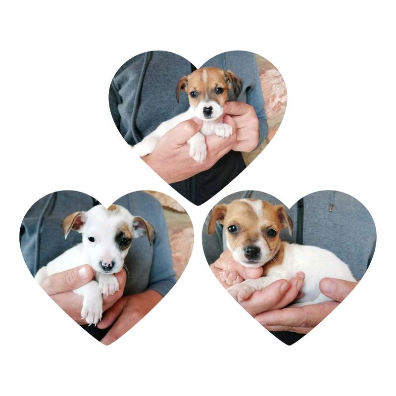 Purebred Jack Russel Female Puppies For Sale...