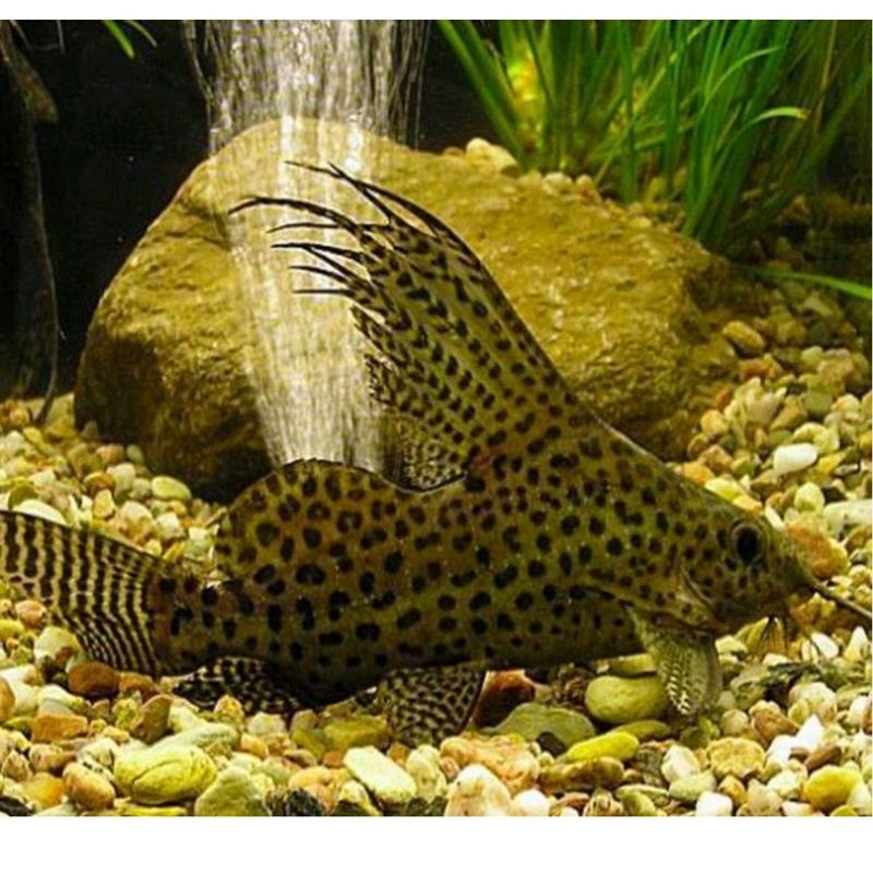 Synodontis Feather Fin