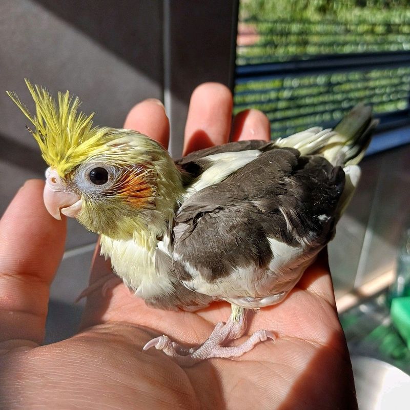 Tame Cockatiels