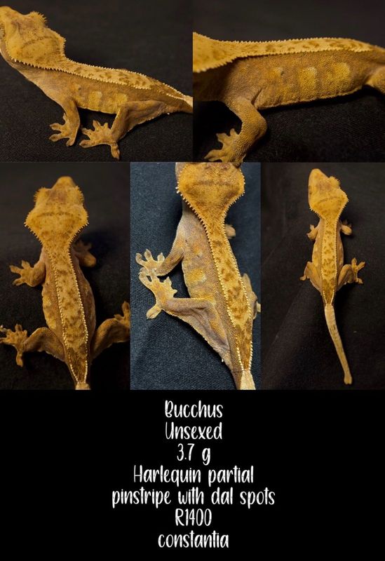 Crested gecko