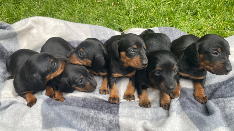 Black &amp; Tan miniature Dachshund puppies