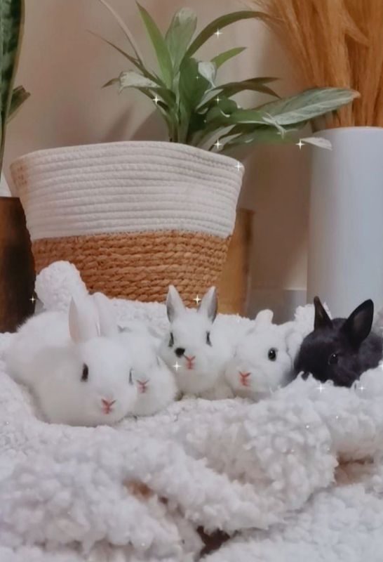 Dwarf bunnies
