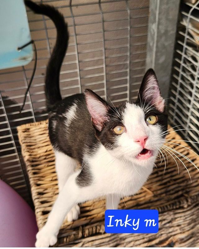 Inky:  kitten up for adoption
