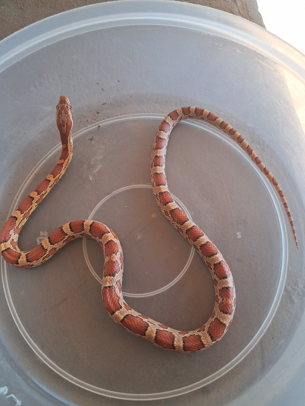 Male corn snake for sale R300