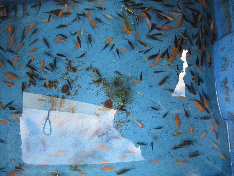 200 Koi babies - ideal for small ponds or fish tanks