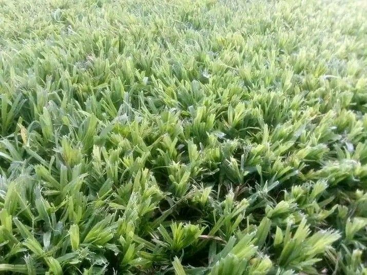 We supply and delivery all types of grass Lm Berea //Kikuyu grass //Buffalo grass