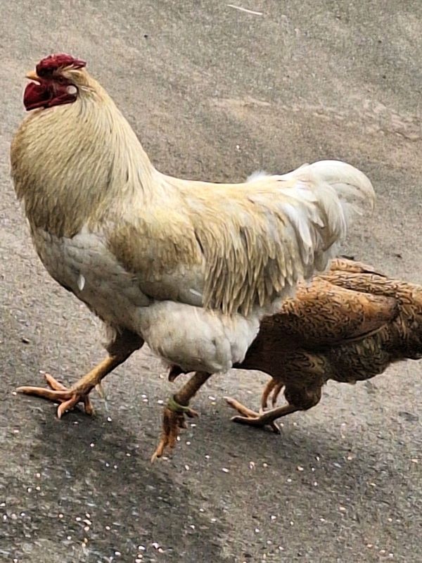 Orpington Rooster