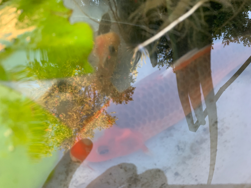 Large Japanese Koi Adults.  baby producing - Ad posted by Jill Mackaill