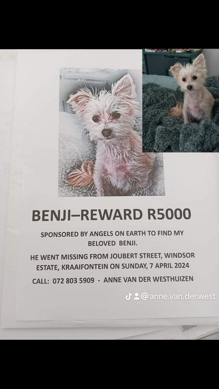 Missing Dog - Benji