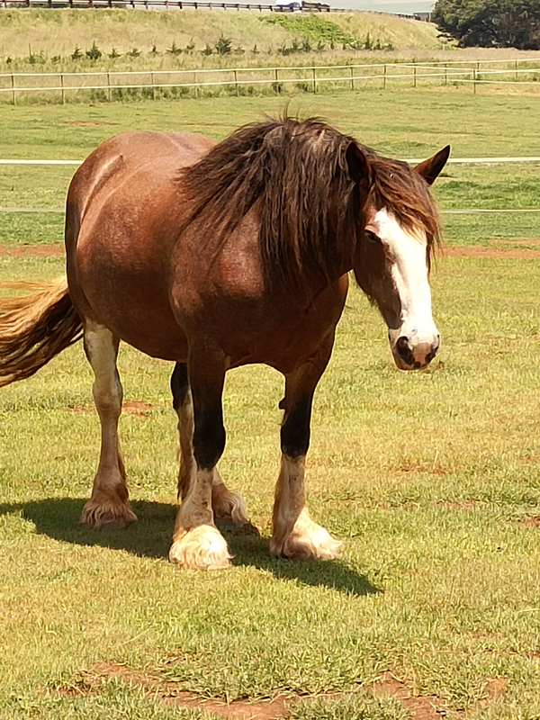 Gorgeous Registered Clydesdale mare and colt for sale