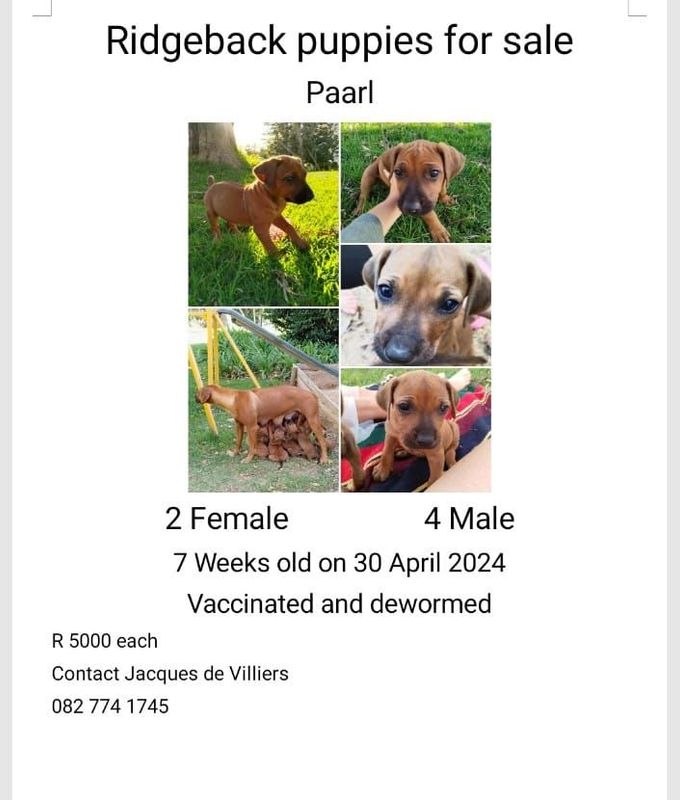 Ridgeback puppies for sale in Paarl
