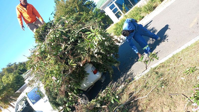 James LJ tree removal services  ( tree felling  ).