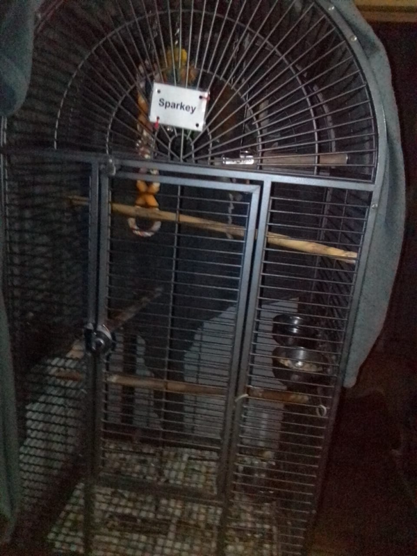 Senegal Parrot with cage