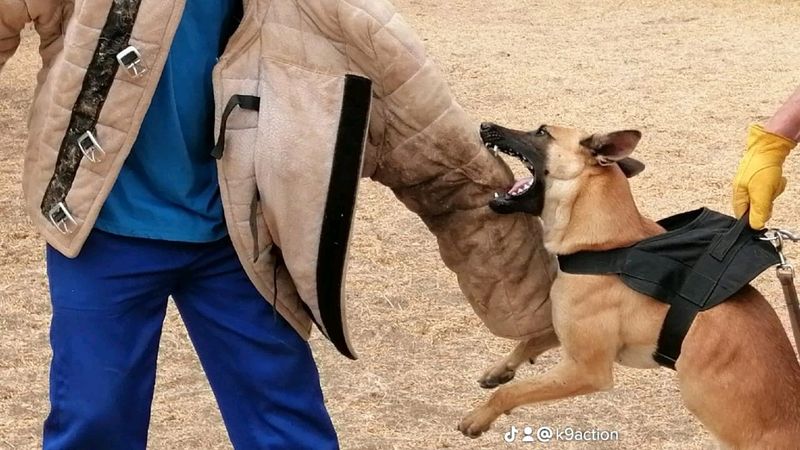 Training for Working Dogs in Pretoria East