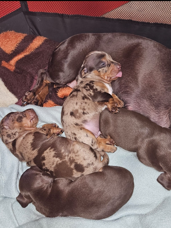 Miniature Dachshund puppies for sale