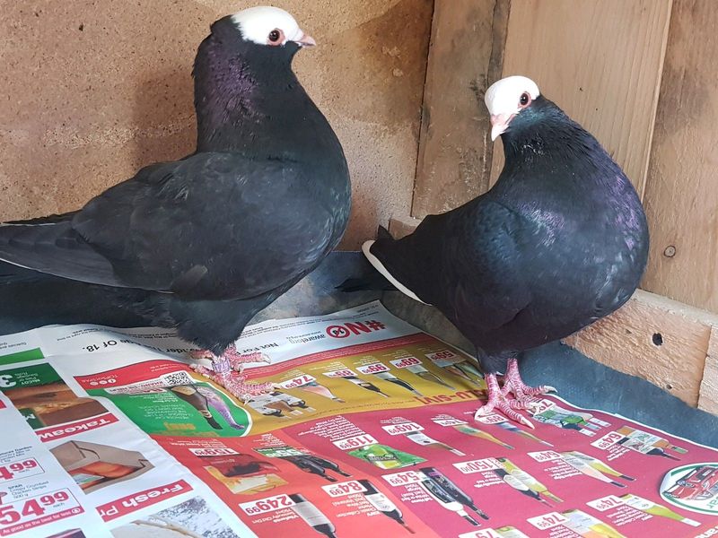 Mookee pigeons