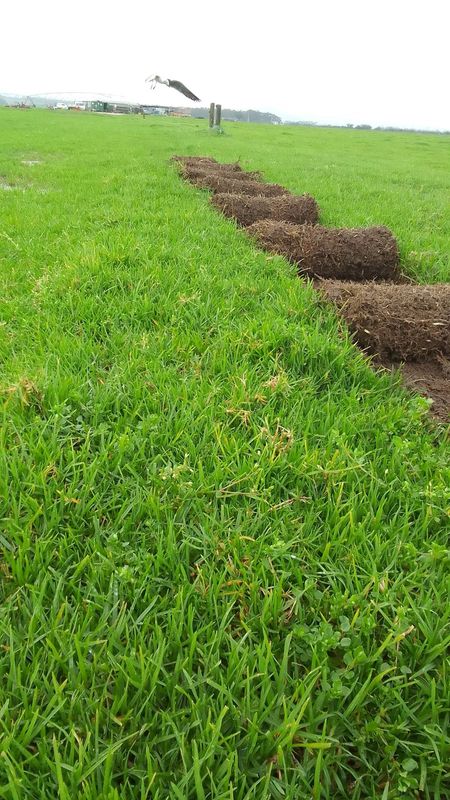 We supply and install Kikuyu grass