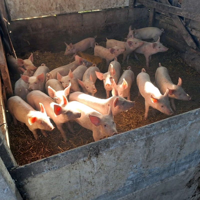 Weened Piglets for sale ready to go R450
