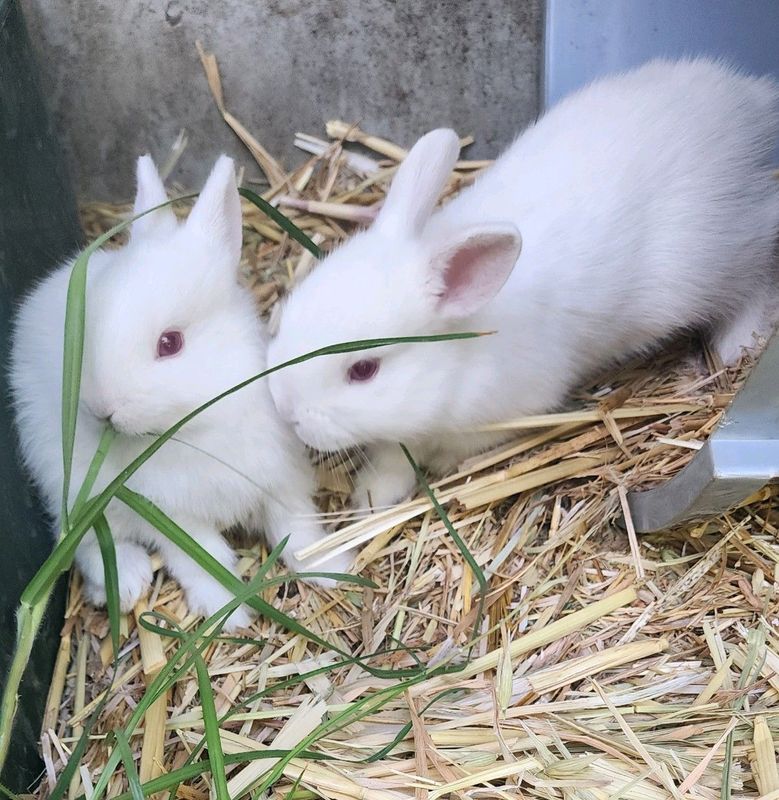 2x Relaxed Dwarf Boys ready for New Loving Home!
