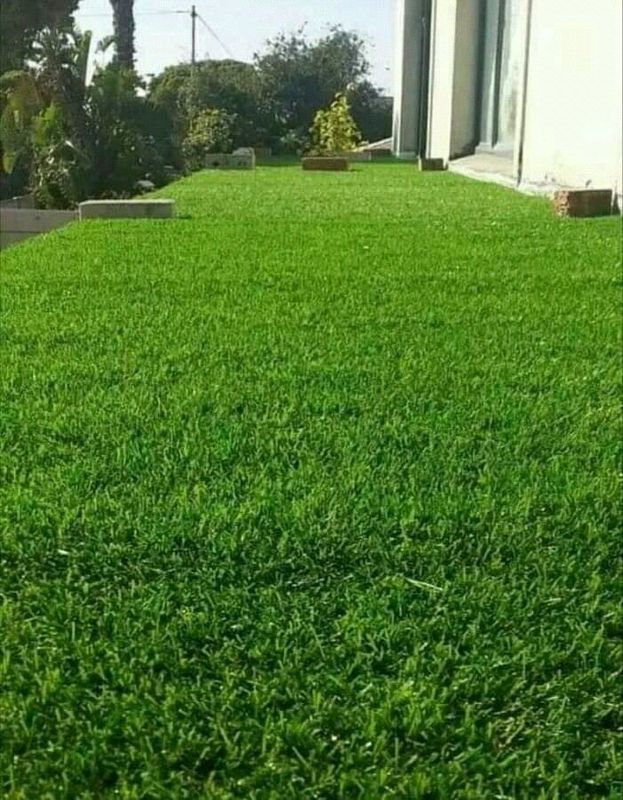 We supply kikuyu grass//Buffalo grass//LM Berea instant roll on lawn grass