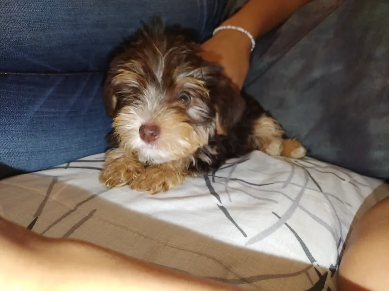 Male chocolate Yorkie pup