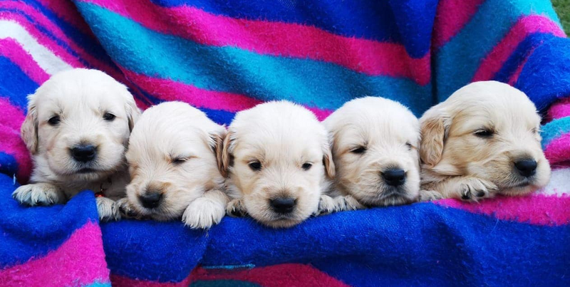 Golden Retriever Pups Available