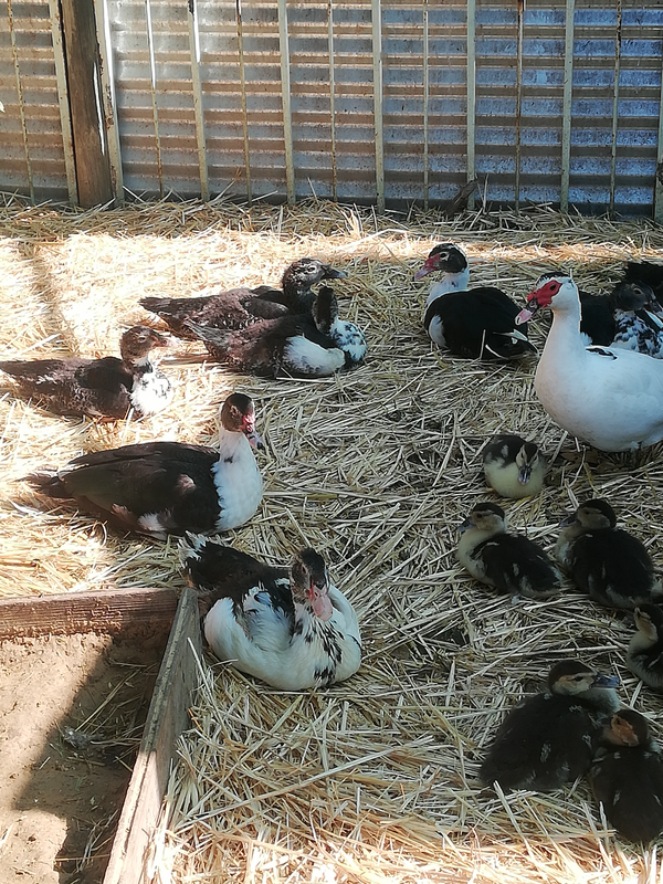 Muscovies, muscovy ducklings and ducks