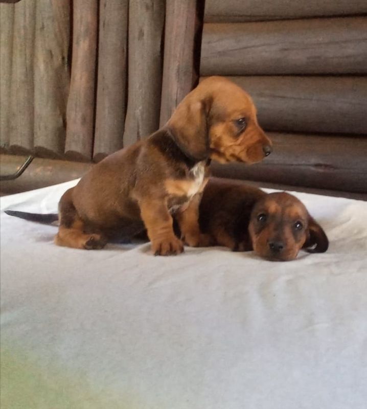 Dachund puppys
