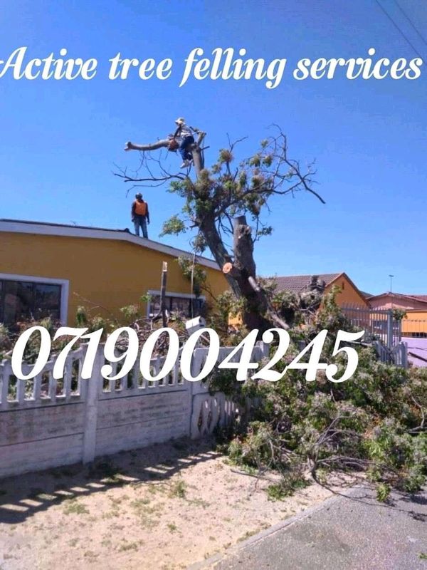 Professional tree felling and stump removal services