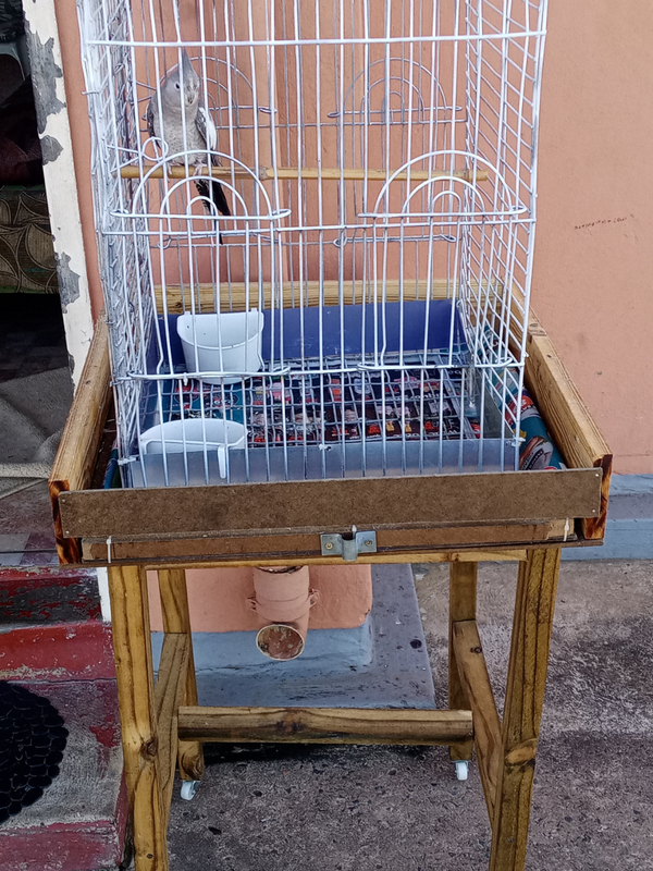 Cockatiel with cage and stand, 1 year&#43; R300