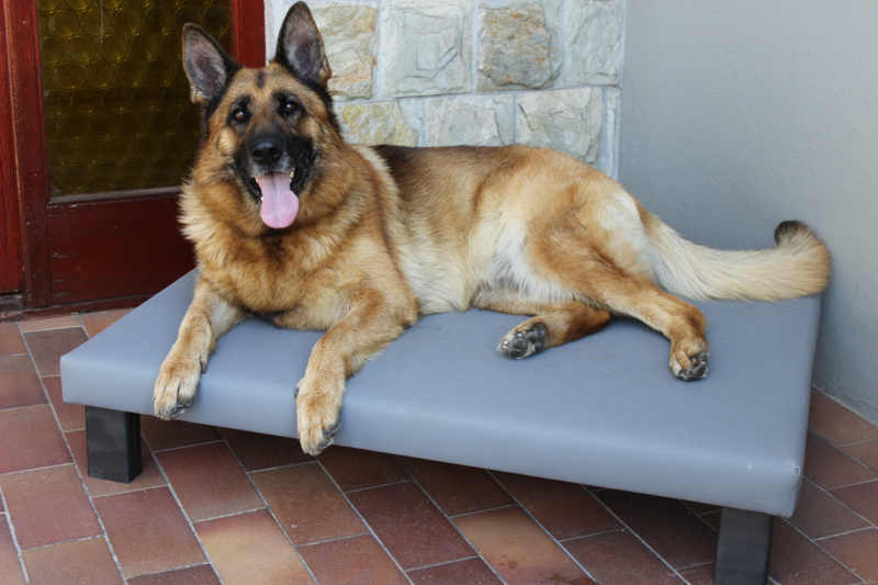 Dog Beds    (Rex )     small   medium   large  and  extra large