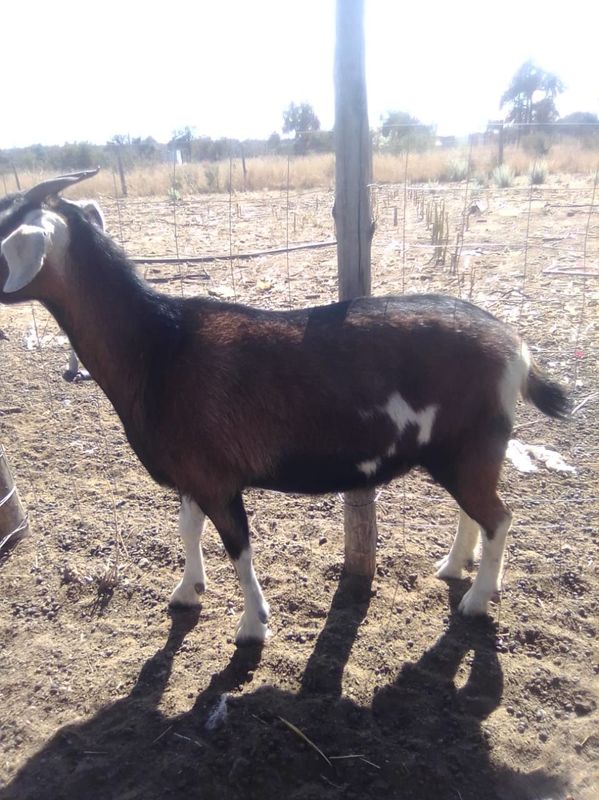 Slaughter goats for sale from R2500